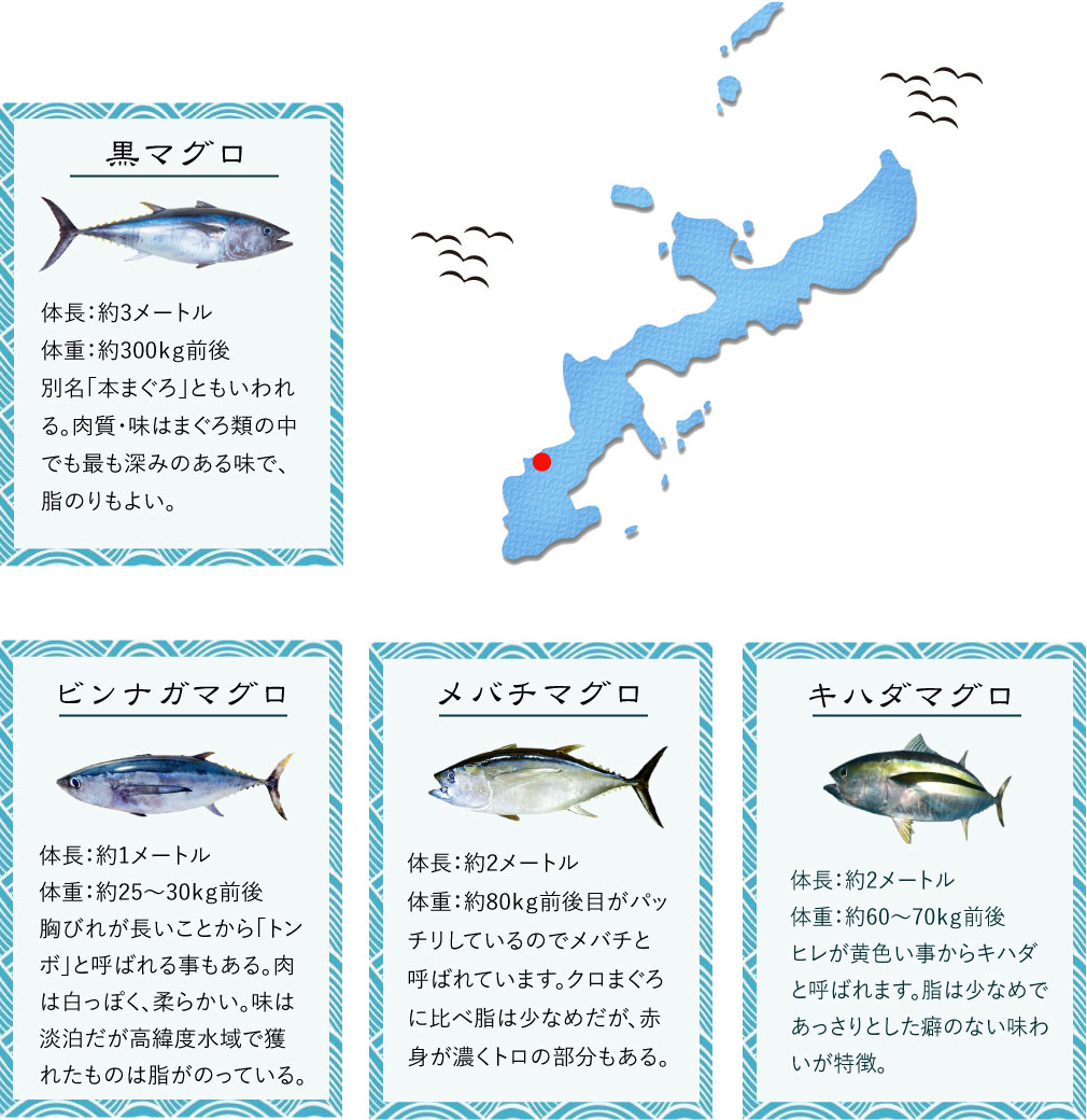 沖縄マグロの魅力 沖縄マグロを中心に新鮮な魚を全国へマルエイ商事