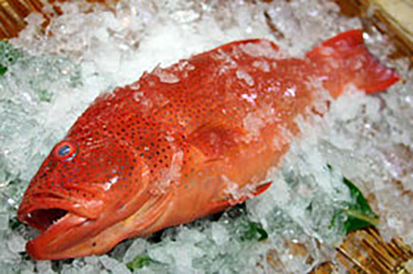 アカジンミーバイ スジアラ 1 5 2kg 沖縄近海魚関連 直販サイト 沖縄マグロを中心に新鮮な魚を全国へマルエイ商事